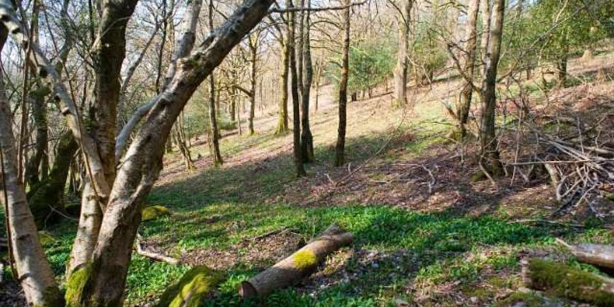 King Billy Casino Free Bonus Codes No Deposit Required