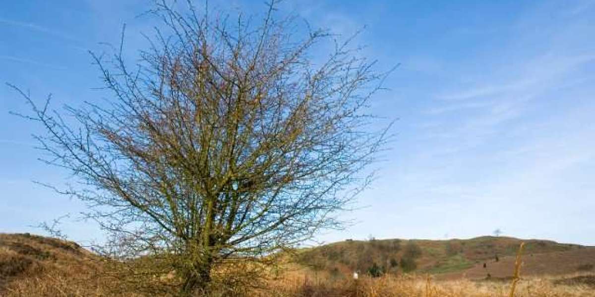 30+ No Deposit Casino Bonus Exclusive Offer November 2025