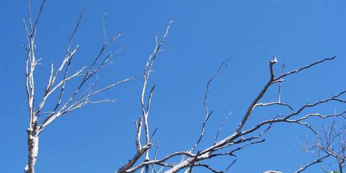 Online Casino No Deposit Bonus USA: Free Cash Promos November